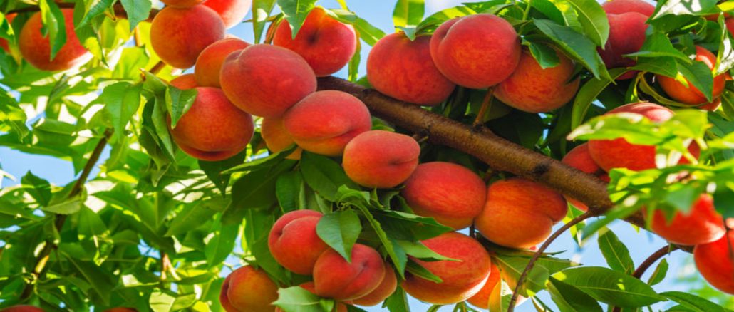 Crop Insurance