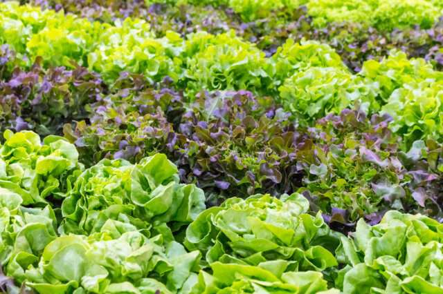 Commercial Agriculture