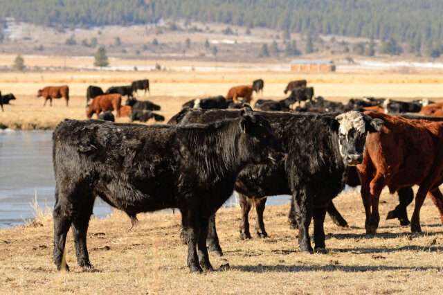 farm and ranch insurance